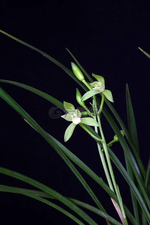 蘭花,植物,東方的