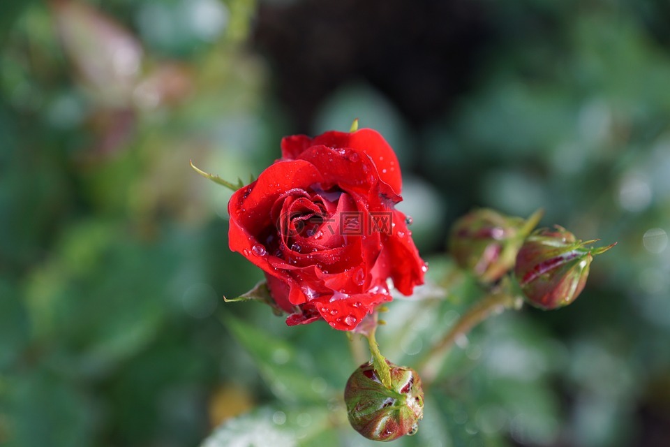 玫瑰,花,性質