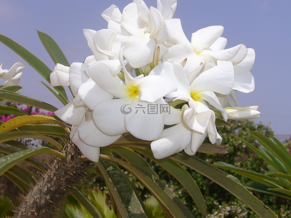 白,花,棒錘樹屬
