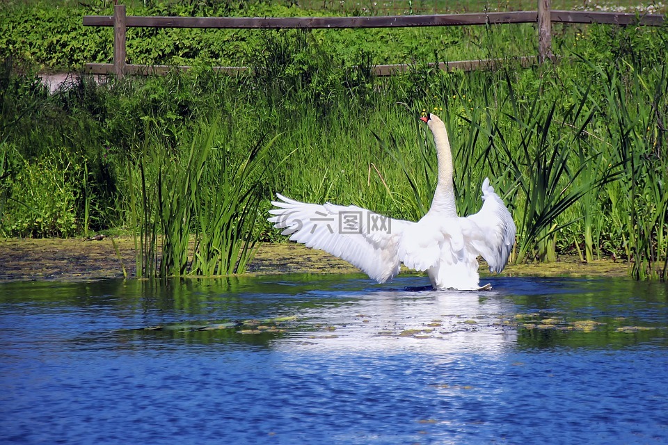 天鵝,池塘,白