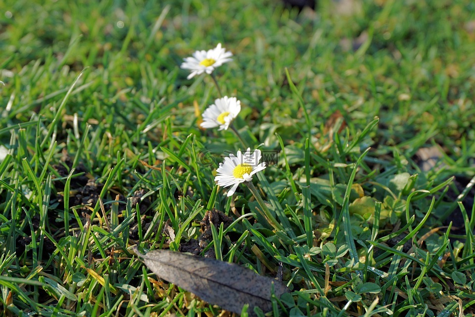 雛菊,花,開花