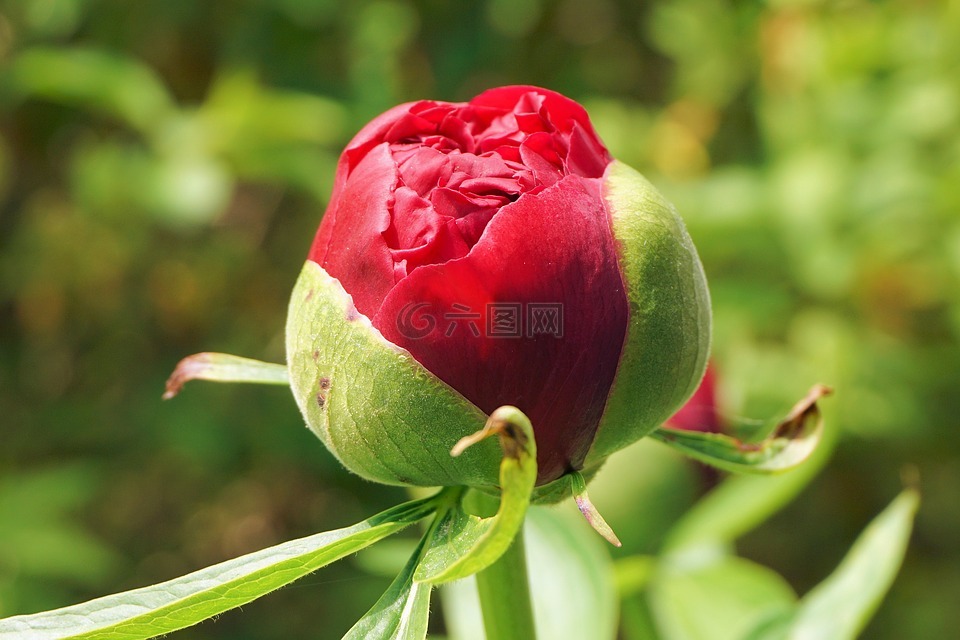 pfingsrose,開花,花