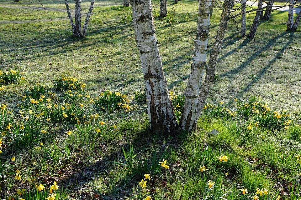 樺木,公園,性質(zhì)