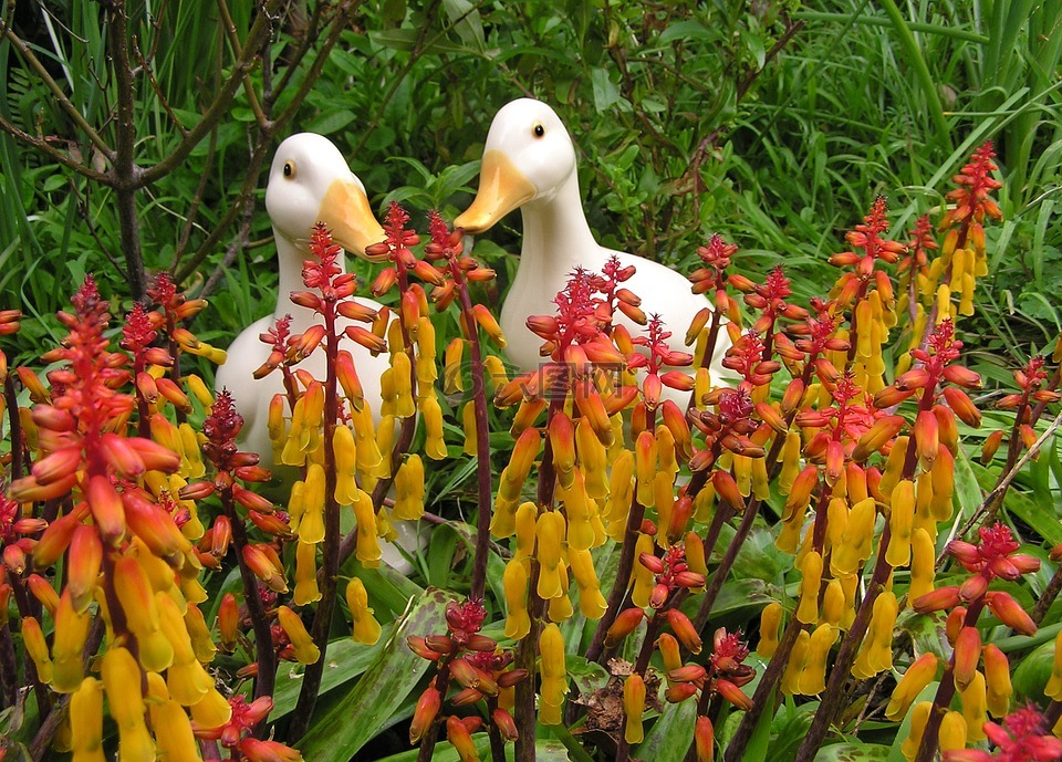 鴨子,在中,花