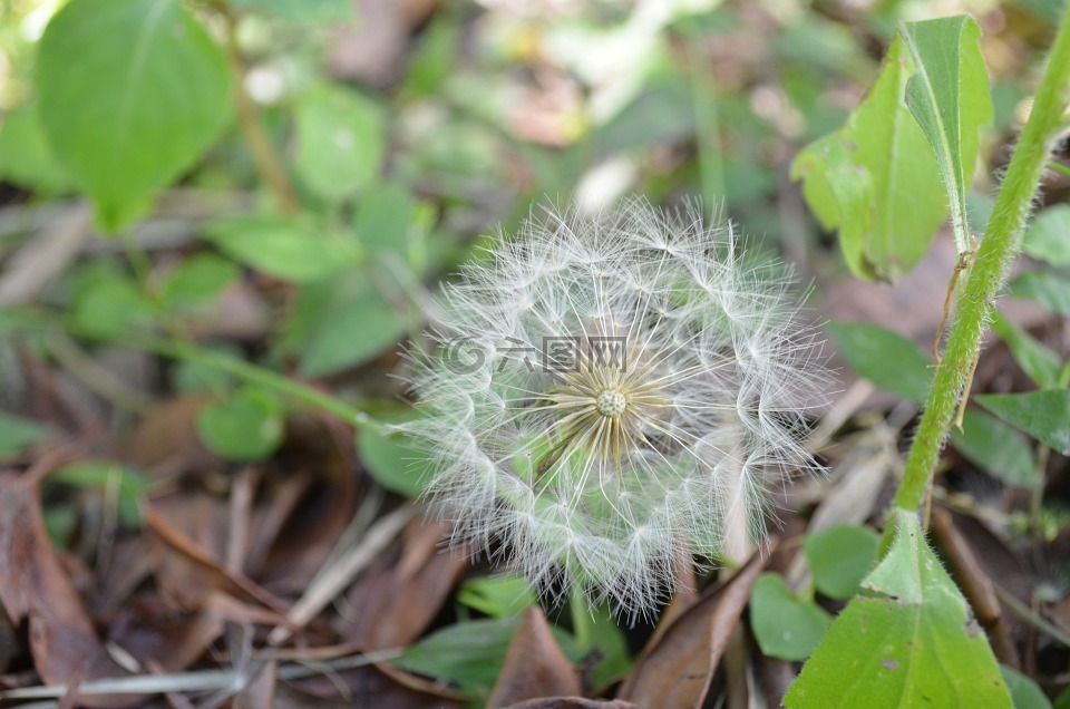 蒲公英,花的,植物