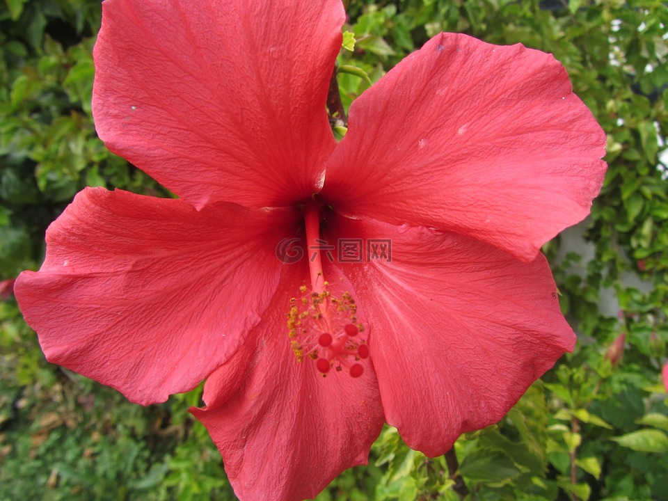 鮮花,紅色,自然