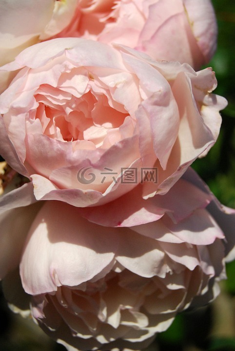 玫瑰,花瓣,花