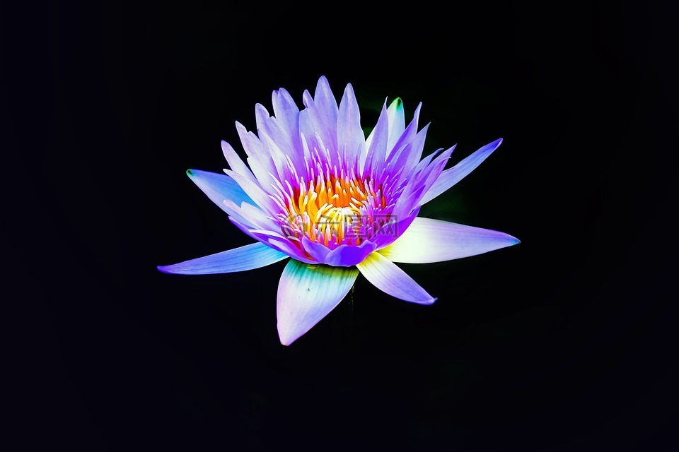 蓮花,花,粉紅色