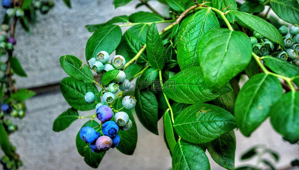 水果,藍(lán)莓,植物