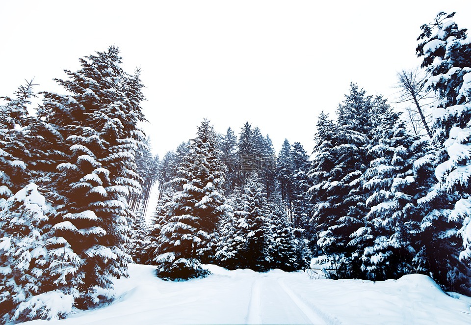 雪,松樹,冬天