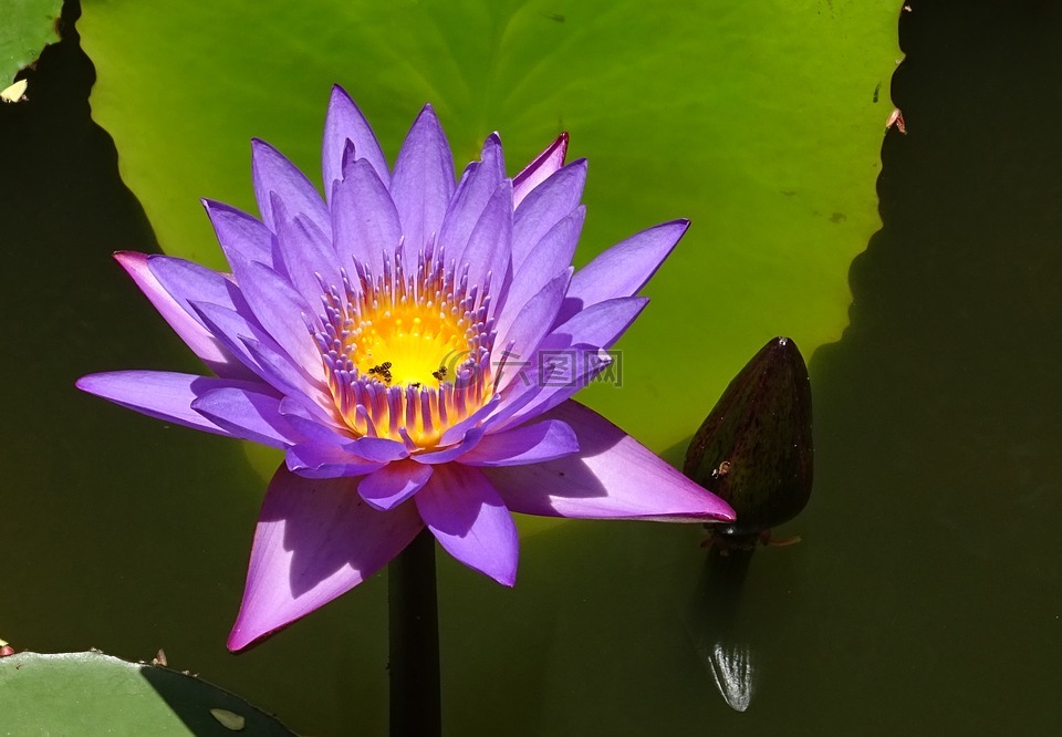 百合,花,睡蓮蒂娜