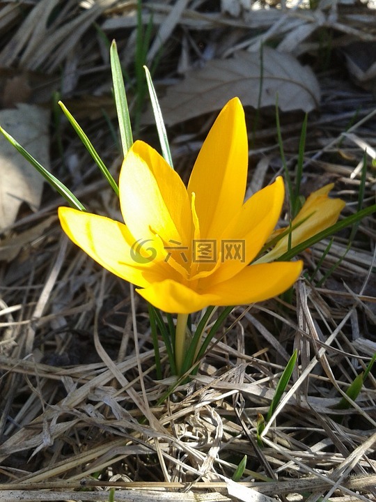 番紅花,春天,花