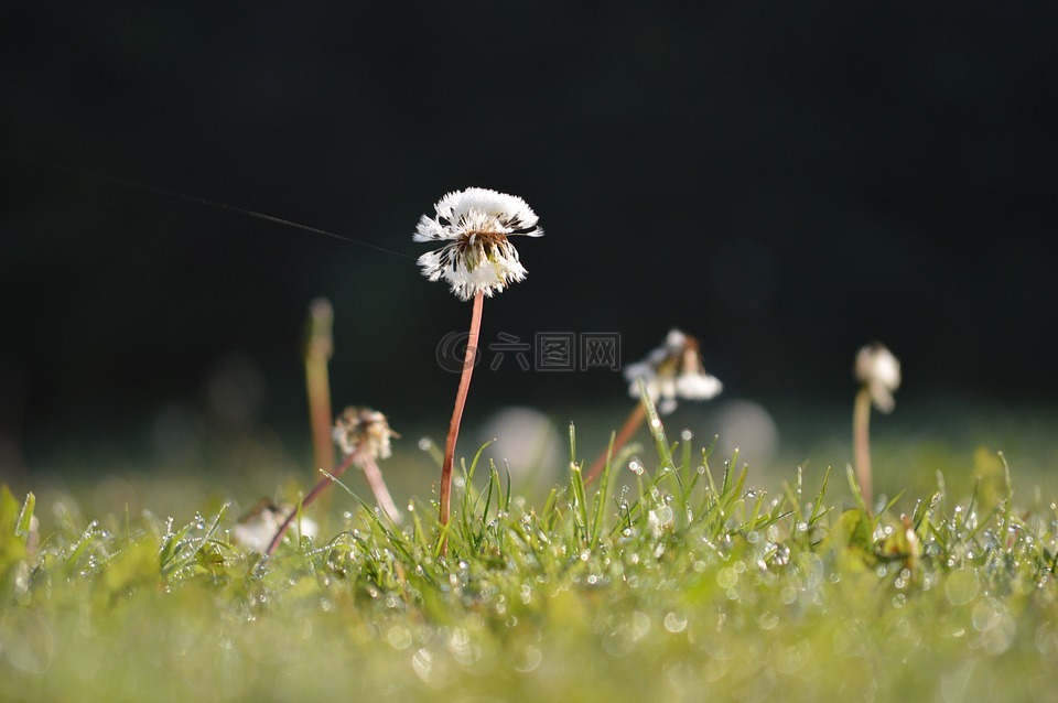 花花公子獅子時鐘,上午,蜘蛛絲
