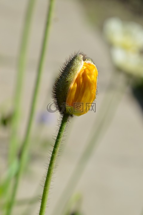 罌粟花園,golostebelny,西伯利亞