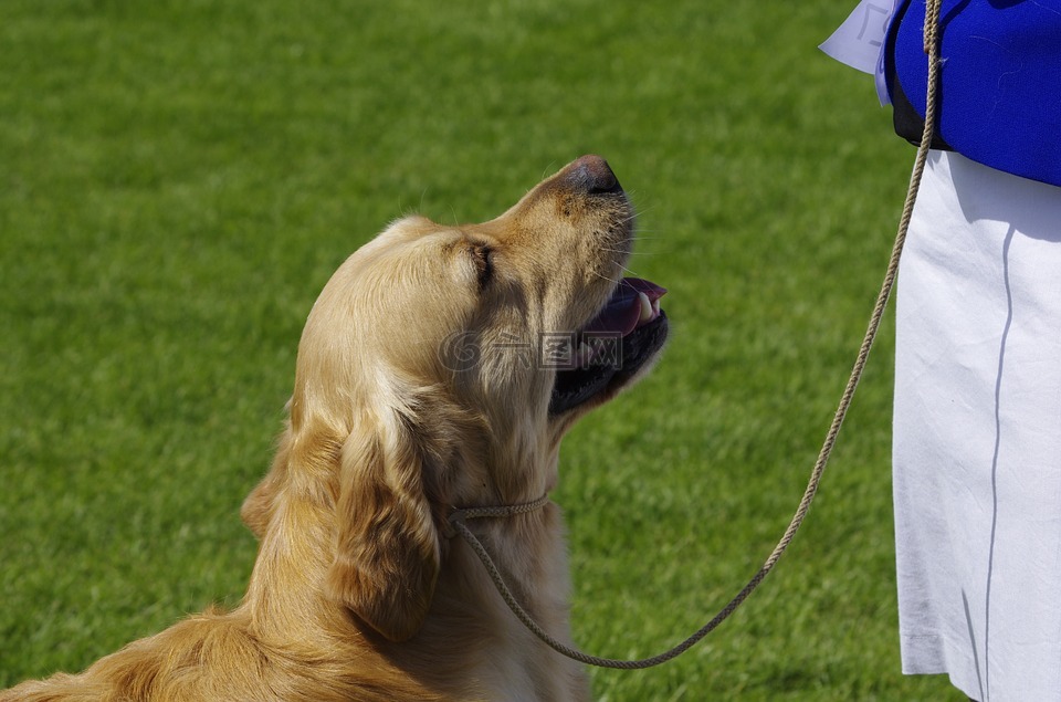 狗,金毛尋回犬,動物