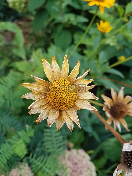 布魯姆,植物,花束