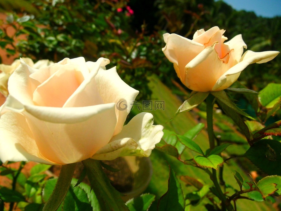 白,玫瑰,花
