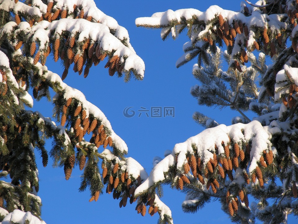 落叶松,松,云杉