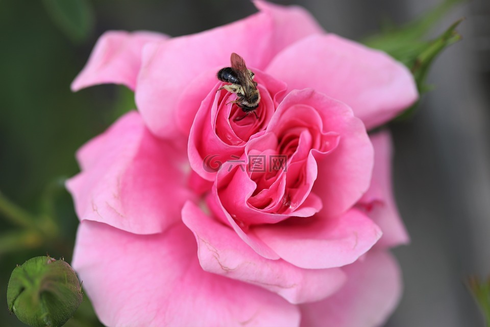 蜜蜂,玫瑰,花