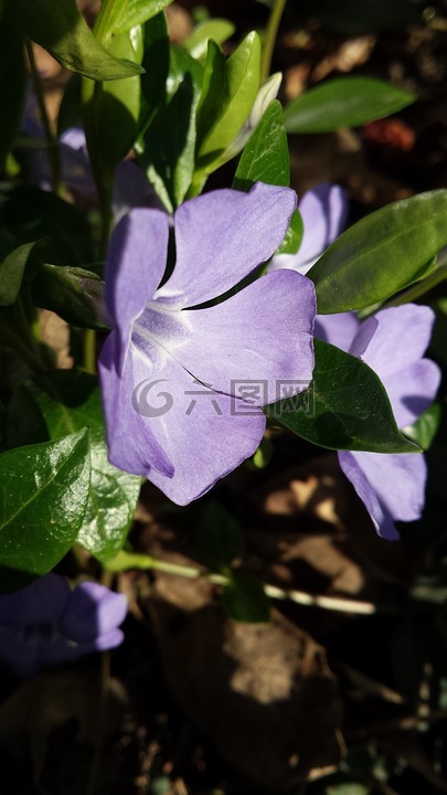 花,綠色,春