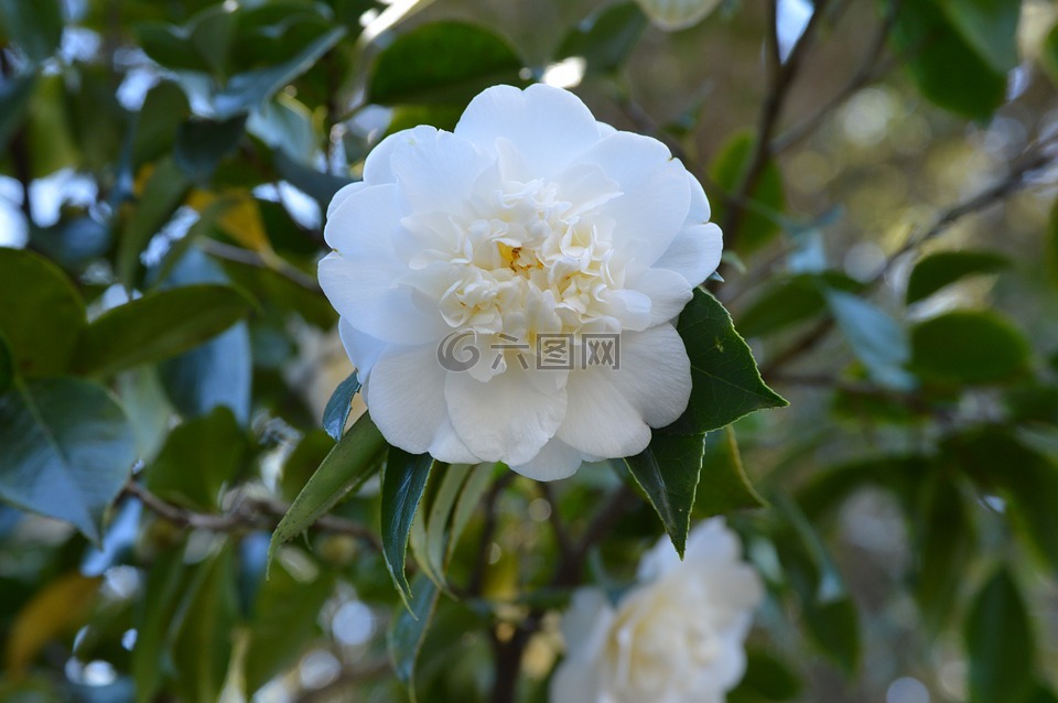 花,茶花,開花