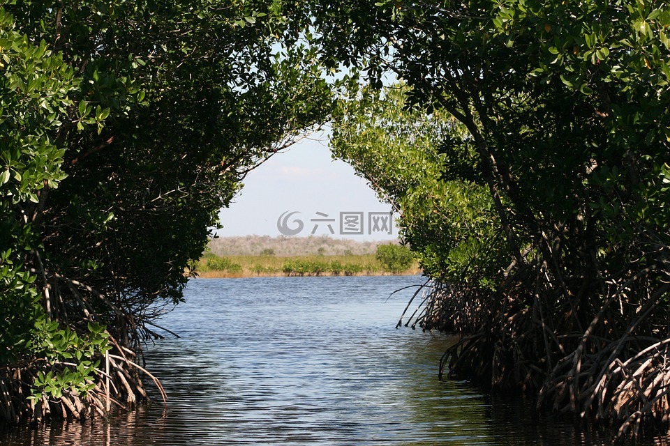 大沼澤地,紅樹林,伯格斯