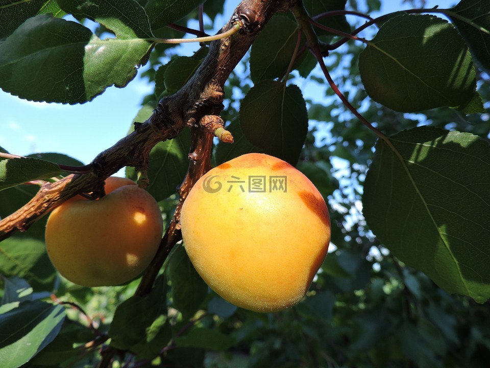 杏,瓦豪,黃色