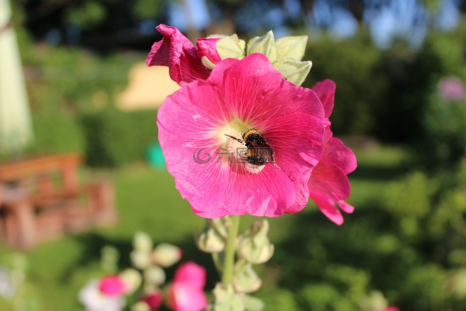 錦葵,花園,夏天