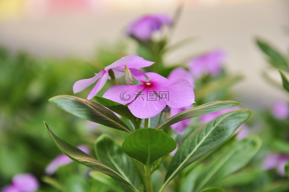 花,植物,特寫