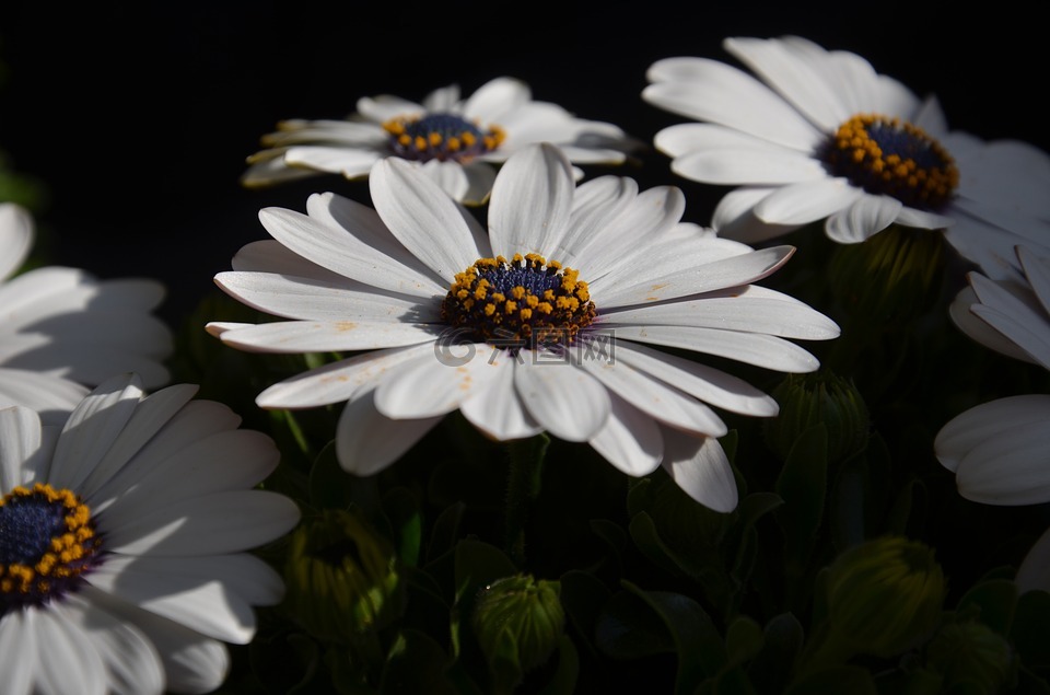 花,白,橙