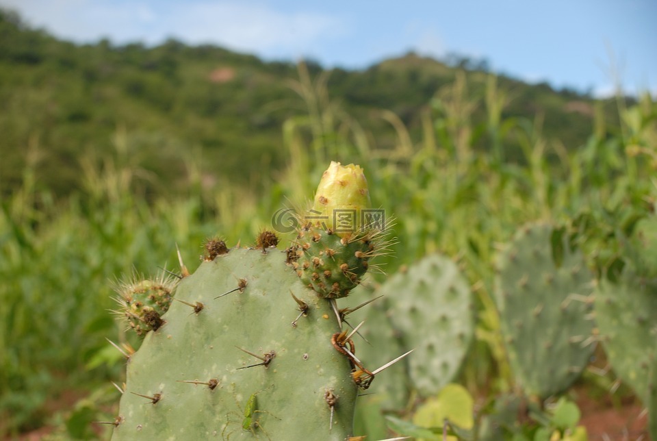 植物區(qū)系,野生,鮮花