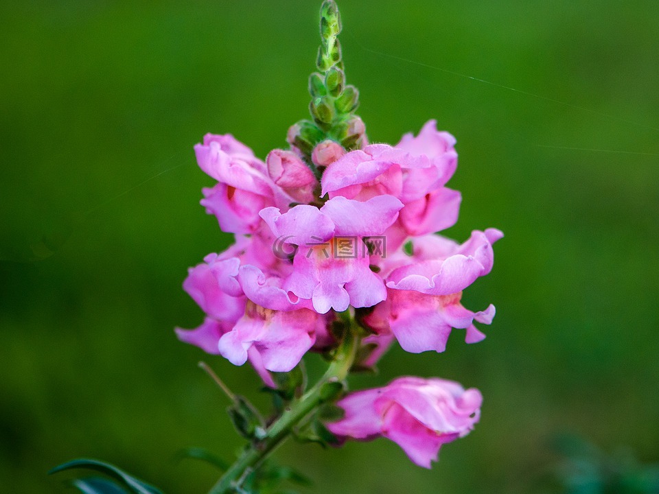 粉红色,花卉,天性