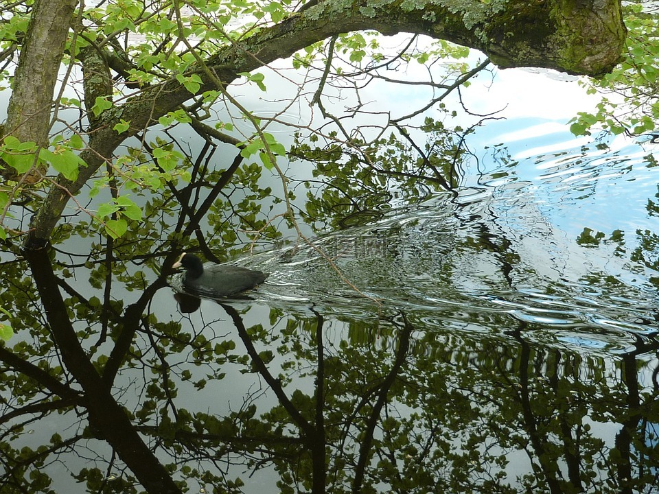 鴨,葉子,水