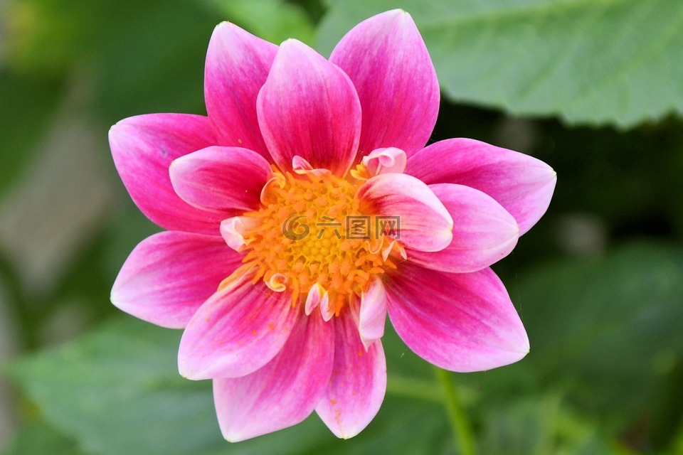嬌琴紗,大麗花花,開(kāi)花
