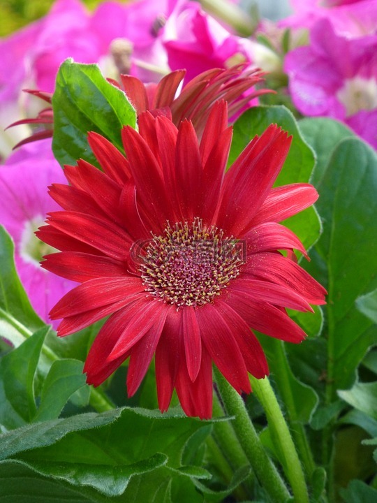 非洲菊,花,紅色