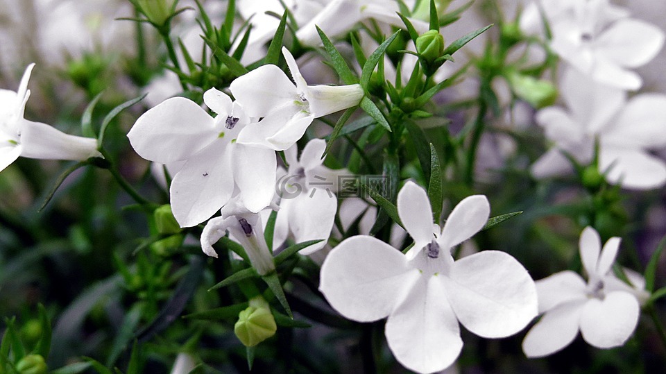 半邊蓮,半邊蓮przyl?dkowa,植物 balkonowa