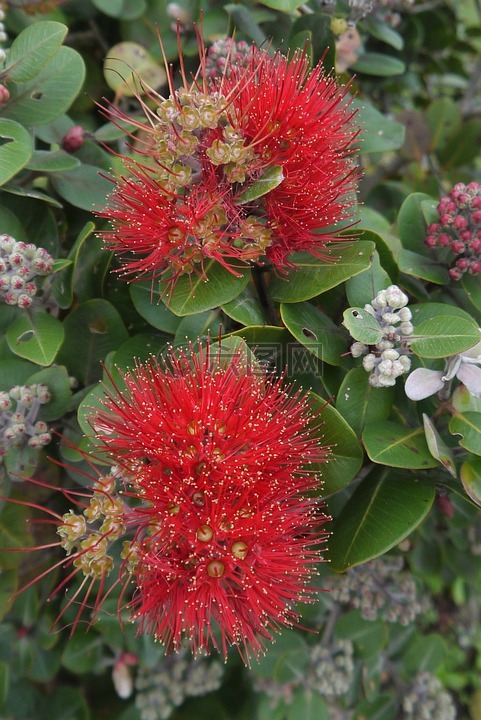 nz,新西蘭,鮮花