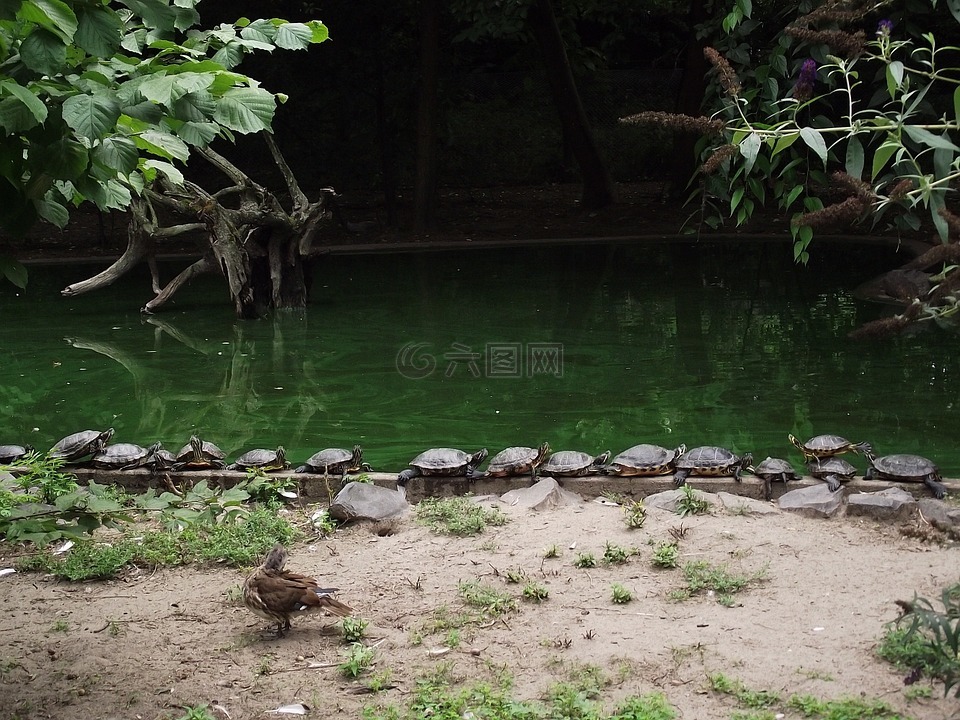 龜,動(dòng)物園,水