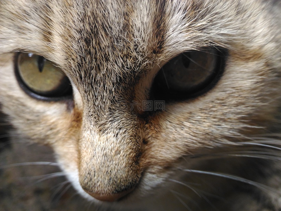 我,美女,猫