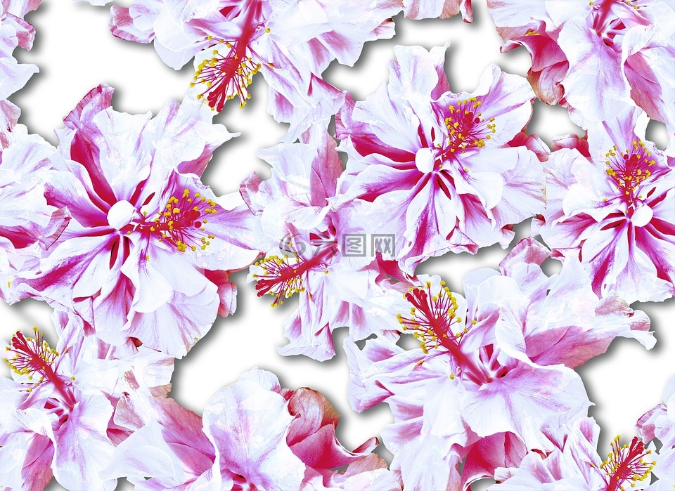 花,植物,大自然