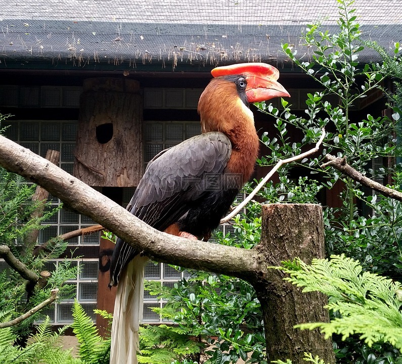 犀鸟,bucerotidae,鸟