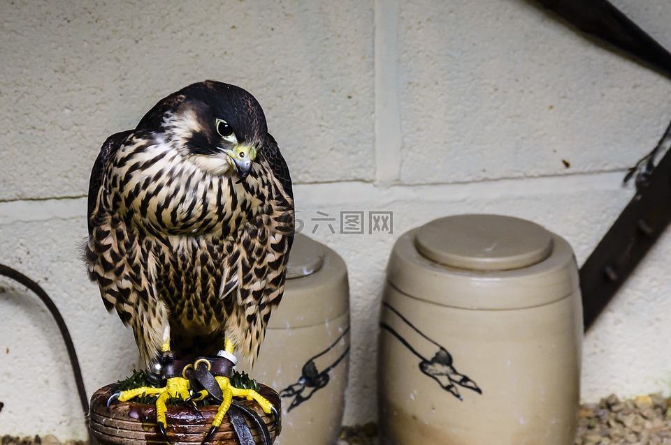 鳥,鳥類學(xué),獵物