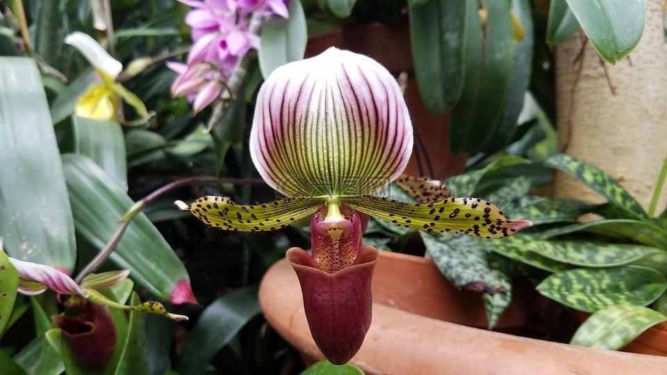 蘭花,花,女人的鞋