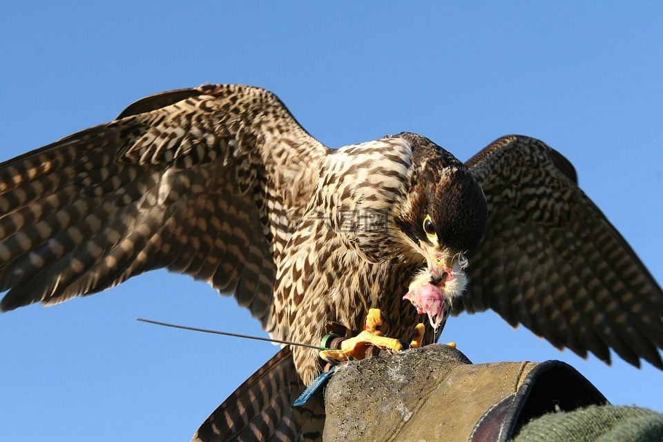 獵鷹,猛禽,鷙鳥