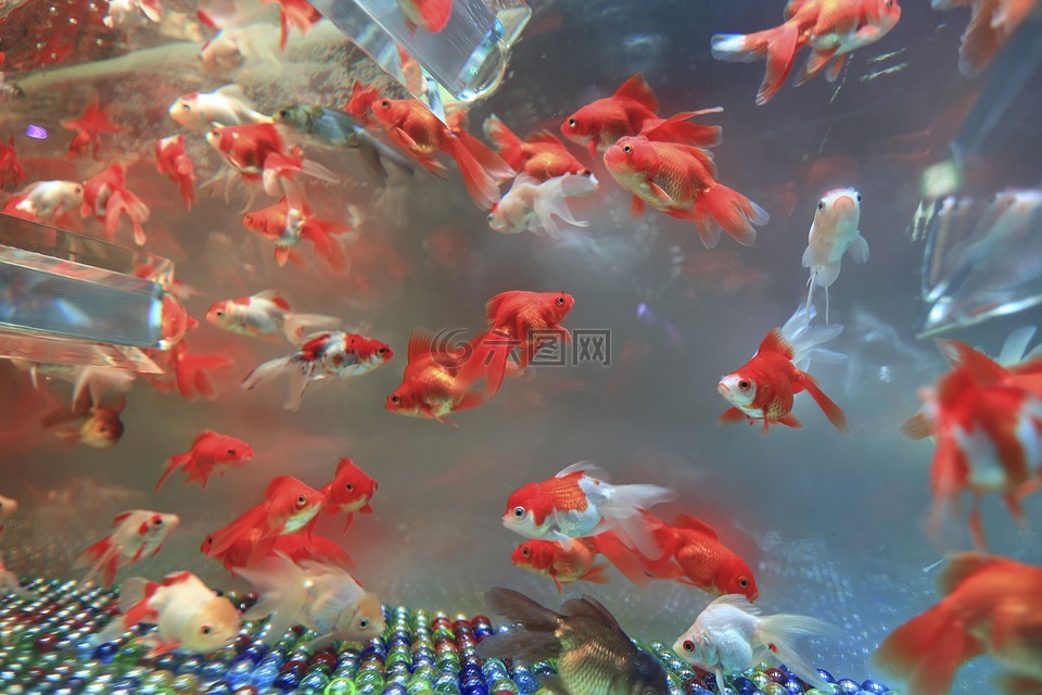 水族館,大理石,魚