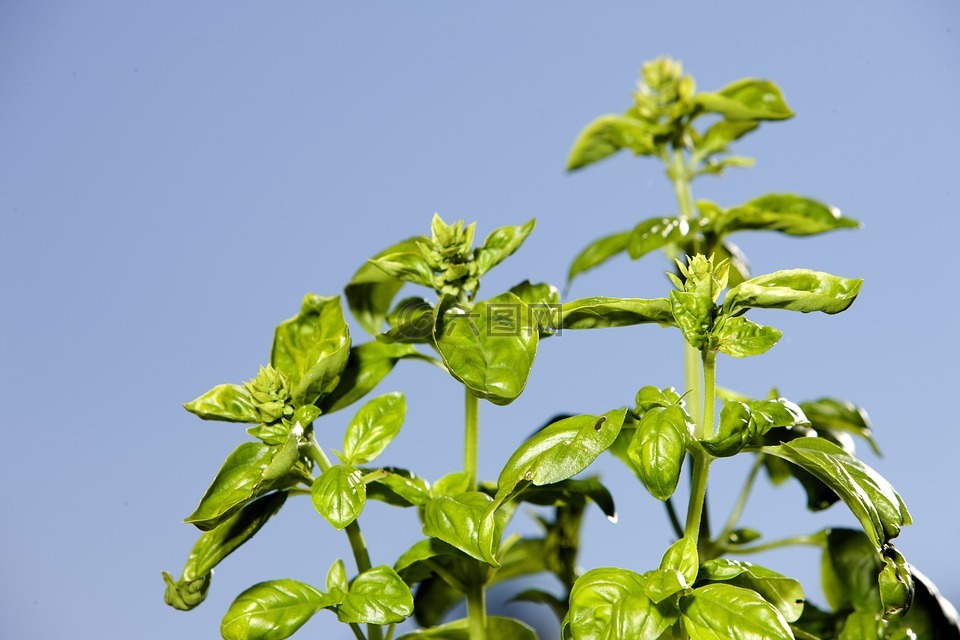 羅勒,草本植物,香料