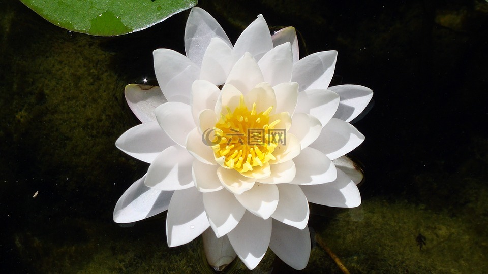 蓮花,浮動(dòng),白