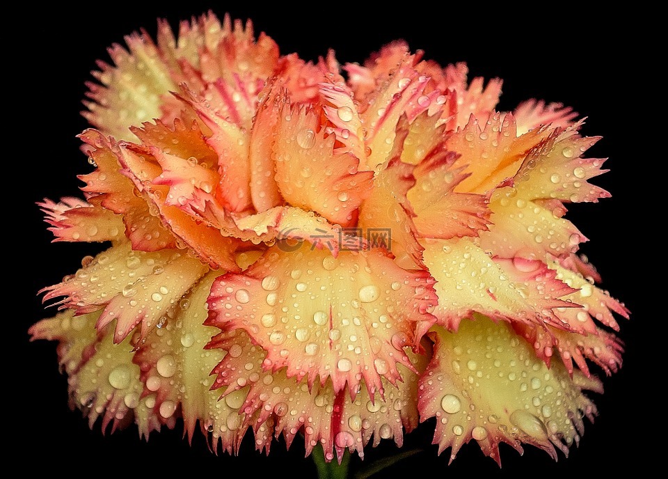grenadin,雨點,花