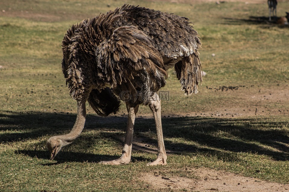 鴕鳥,鳥,動物園