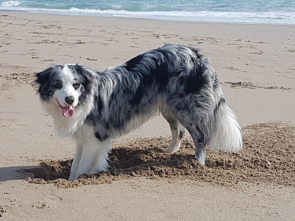 牧羊犬,狗,藍鶇